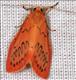 2037 (72.035) Rosy Footman